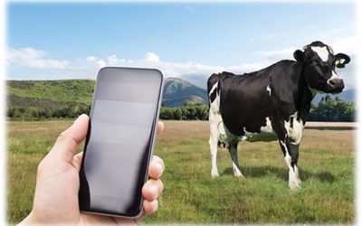 Agritech gets electronic shepherd to prevent livestock theft