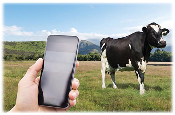 Agritech gets electronic shepherd to prevent livestock theft