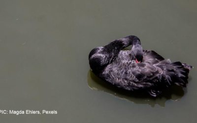 Black Swans: What pandemics can teach us about risk management
