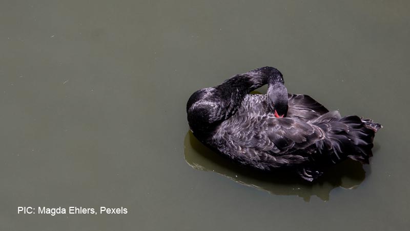 Black Swans: What pandemics can teach us about risk management